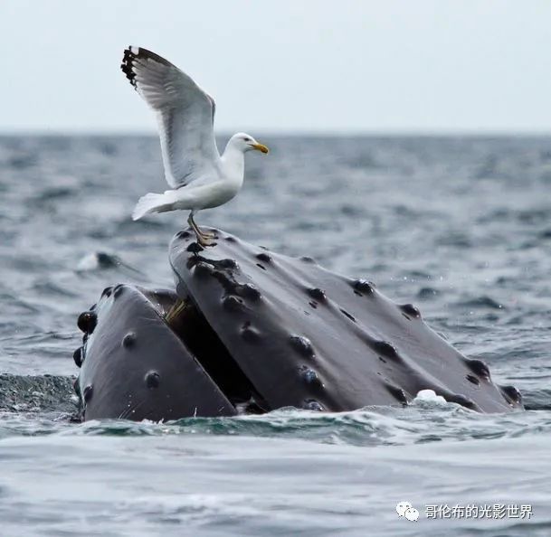 鯨鳥(niǎo)冬季購(gòu)物熱，轉(zhuǎn)運(yùn)隔岸送溫暖__鯨鳥(niǎo)冬季購(gòu)物熱，轉(zhuǎn)運(yùn)隔岸送溫暖