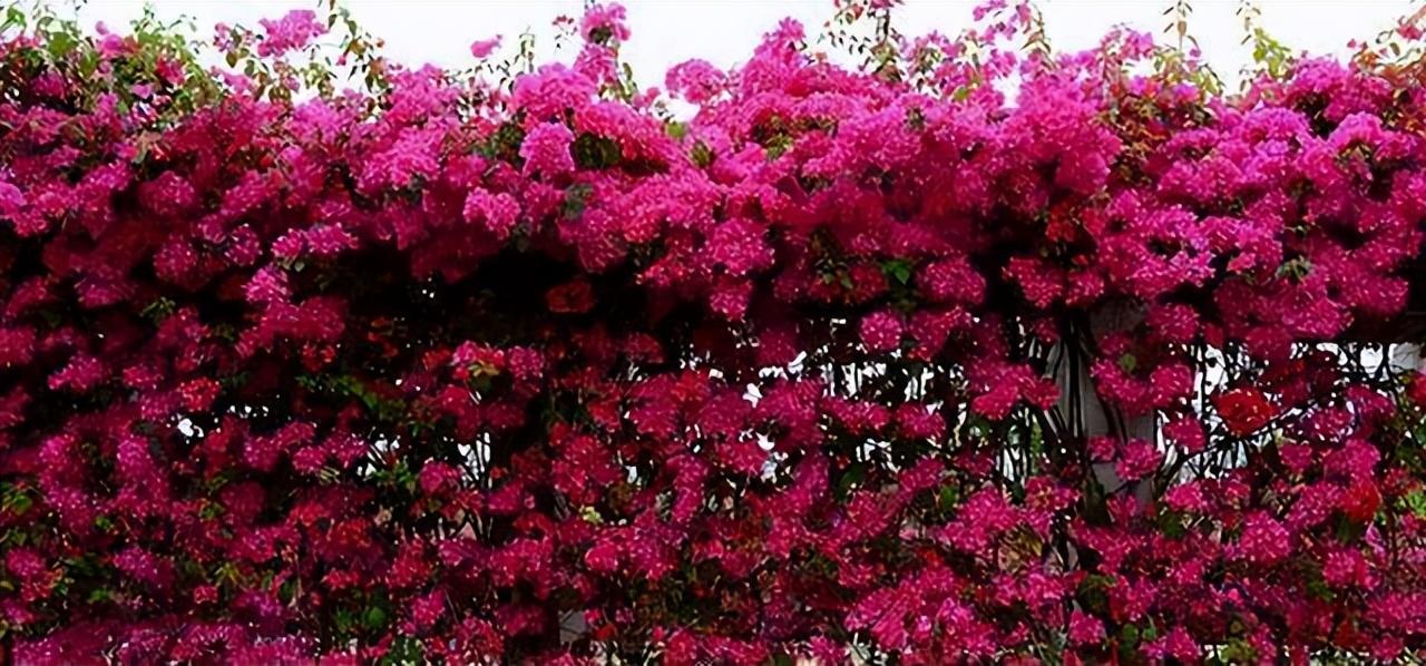 廈門(mén)裝修院子價(jià)格多少_廈門(mén)裝修院子效果圖_廈門(mén)院子裝修