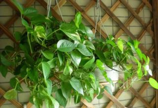 廈門辦公室綠植怎么選？適合擺放辦公室的6大類綠植！